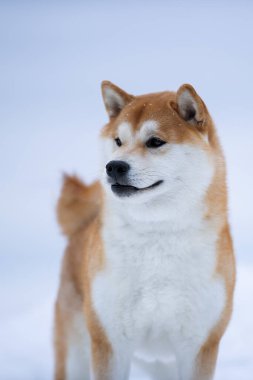 Karda bir Shiba köpeğinin güzel portresi.