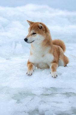 Karda bir Shiba köpeğinin güzel portresi.
