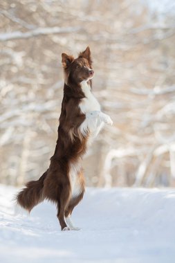 Güzel Border Collie köpeği karda.