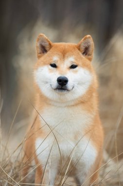 Sonbahar çimlerinde bir Shiba köpeğinin güzel portresi..