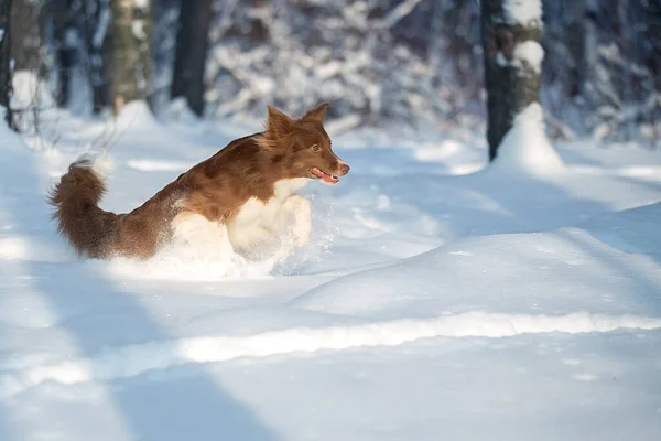 Linda fronteira Collie cão na neve . — Fotografia de Stock