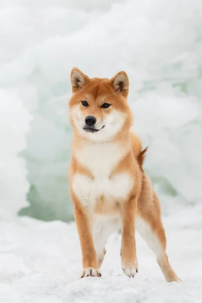 Beau portrait d'un chien chiba dans la neige Images De Stock Libres De Droits