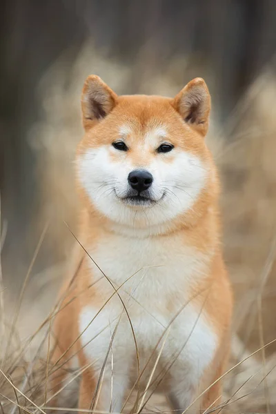 Hermoso retrato de un perro Shiba en la hierba de otoño . Fotos de stock