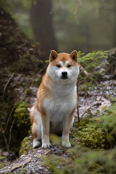 Hermoso retrato de un perro Shiba en el fondo de un bosque . Imagen de archivo