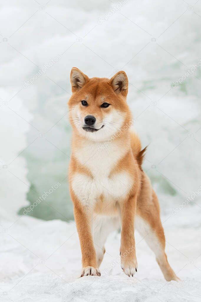 Beautiful portrait of a Shiba dog in the snow