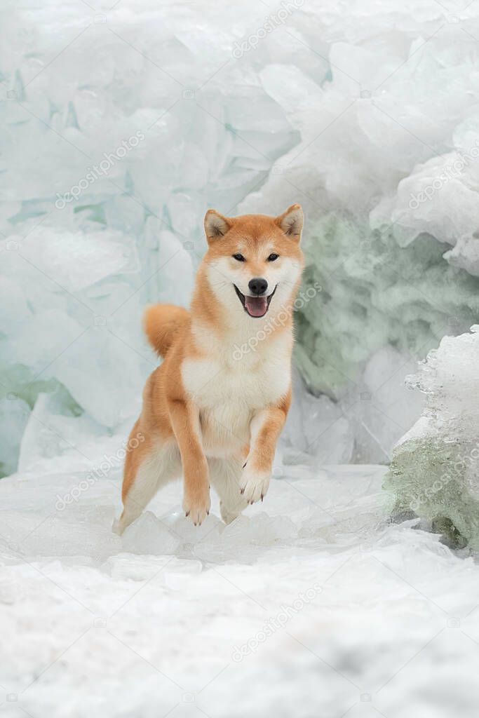 Beautiful portrait of a Shiba dog in the snow