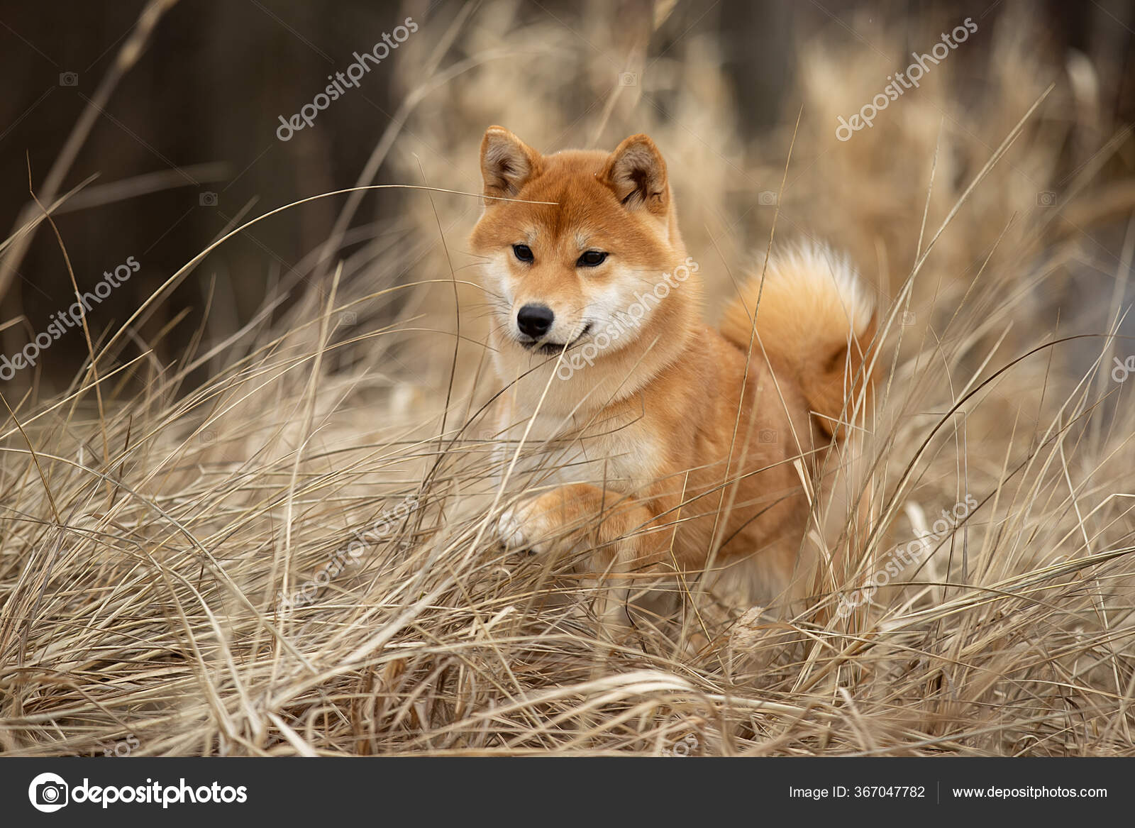 Beautiful portrait of a Shiba dog in the autumn grass. Stock Photo