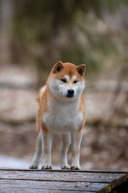 Ormanın arka planında bir Shiba köpeğinin güzel portresi..