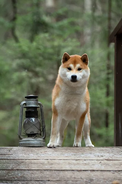 Beau portrait d'un chien chiba sur fond de forêt . — Photo