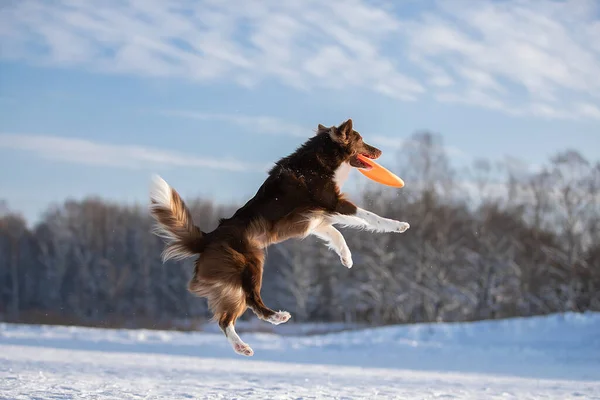 Linda fronteira Collie cão na neve . — Fotografia de Stock