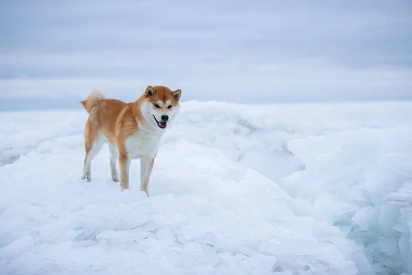 Bellissimo ritratto di un cane Shiba nella neve — Foto Stock