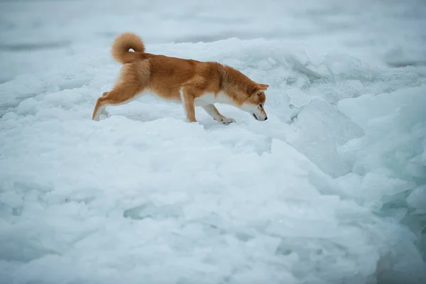 Bellissimo ritratto di un cane Shiba nella neve — Foto Stock