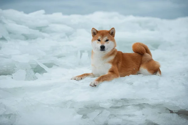 Piękny portret psa Shiba w śniegu — Zdjęcie stockowe