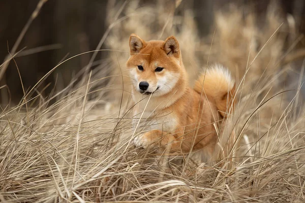 Gyönyörű portré egy Shiba kutyáról az őszi fűben.. — Stock Fotó