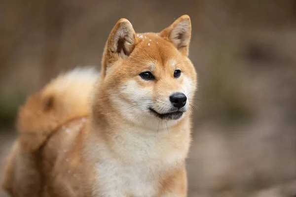 Belo retrato de um cão Shiba no fundo de uma floresta . — Fotografia de Stock