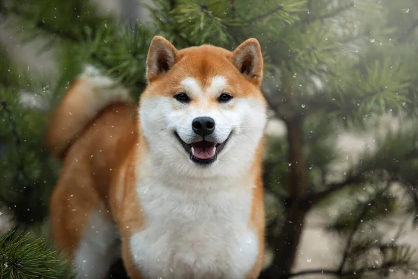 Belo retrato de um cão Shiba no fundo de uma floresta . — Fotografia de Stock