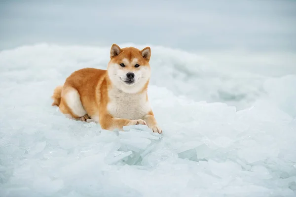 Beau portrait d'un chien chiba dans la neige Images De Stock Libres De Droits