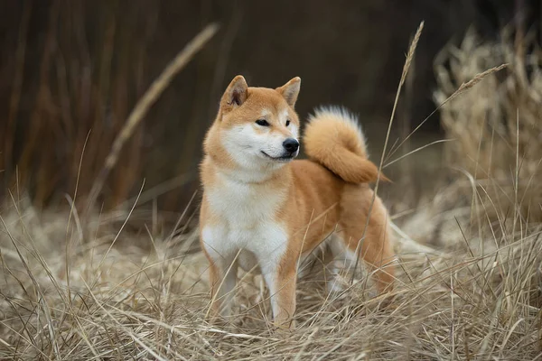 Hermoso retrato de un perro Shiba en la hierba de otoño . Imagen De Stock