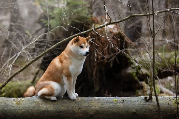 Belo retrato de um cão Shiba no fundo de uma floresta . — Fotografia de Stock