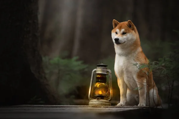 Красивый портрет собаки Шибы на фоне леса . — стоковое фото