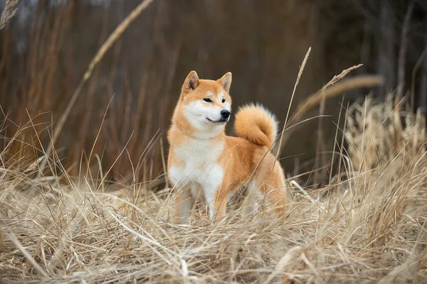 Piękny portret psa Shiba w jesiennej trawie. — Zdjęcie stockowe