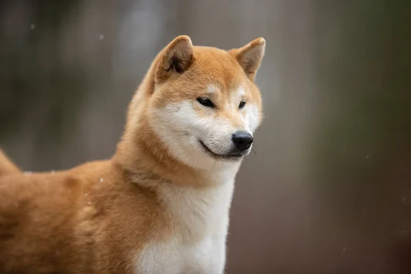 Beautiful portrait of a Shiba dog on the background of a forest. — Stock Photo, Image