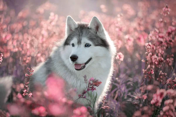 Smukt portræt af en sibirisk Husky i blomster . - Stock-foto