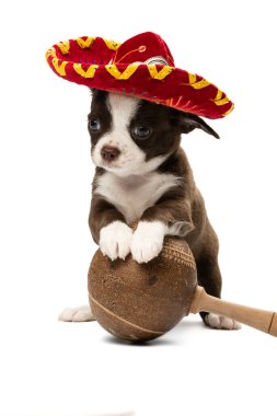 Sambrero ve marakas giymiş şirin bir Chihuahua köpeği..