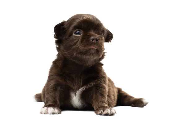 Lindo cachorro Chihuahua sobre un fondo blanco . —  Fotos de Stock