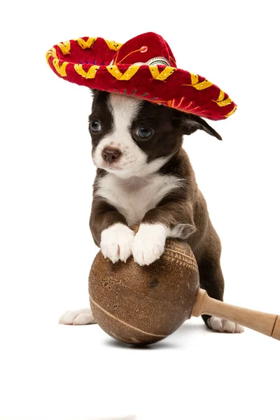 Lindo cachorro Chihuahua en un sambrero y con maracas . Fotos de stock libres de derechos