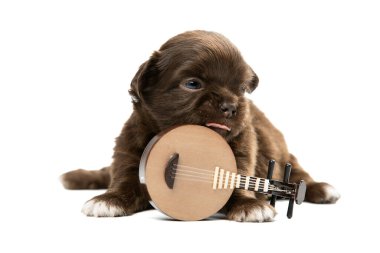 Beyaz arka planda şirin bir Chihuahua köpeği..