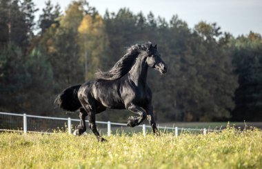 Güzel siyah at. Frizya aygırı sonbahar çayırında dörtnala koşar.