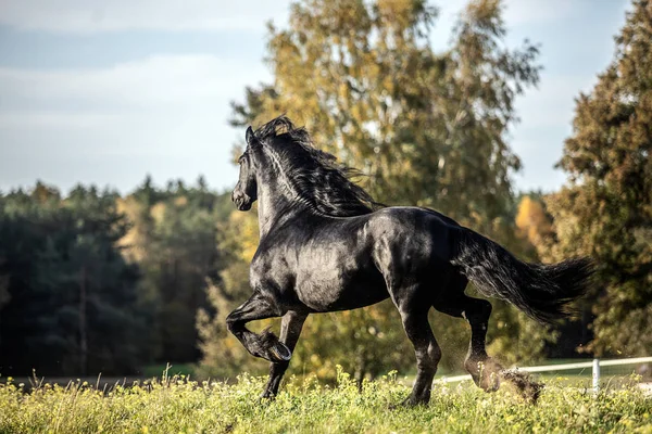 Krásný Černý Kůň Fríský Hřebec Cválá Podzimní Louce — Stock fotografie