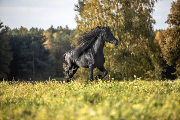 Krásný Černý Kůň Fríský Hřebec Cválá Podzimní Louce — Stock fotografie