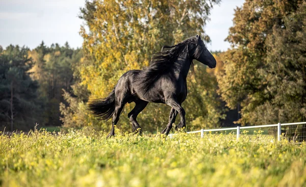 Piękny Czarny Koń Fryzjański Ogier Galopuje Jesiennej Łące — Zdjęcie stockowe