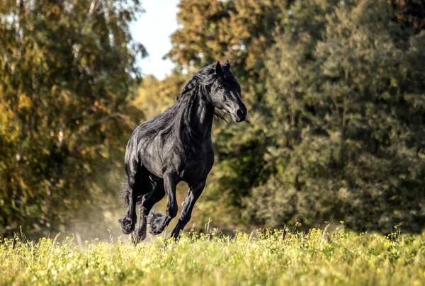 Krásný Černý Kůň Fríský Hřebec Cválá Podzimní Louce — Stock fotografie