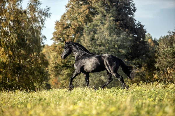 Güzel Siyah Frizya Aygırı Sonbahar Çayırında Dörtnala Koşar — Stok fotoğraf