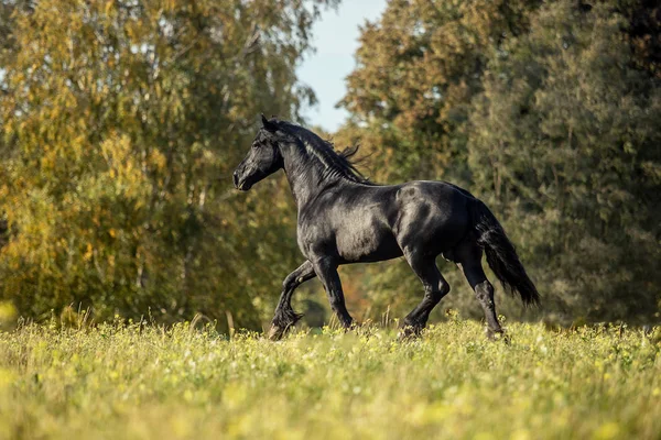 美しい黒い馬 秋の牧草地のフリジアのスタリオン ギャロップ — ストック写真