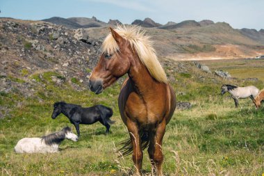 Vahşi doğada İzlanda atları
