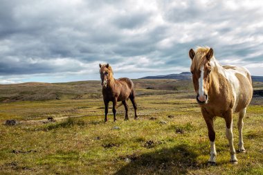 Vahşi doğada İzlanda atları