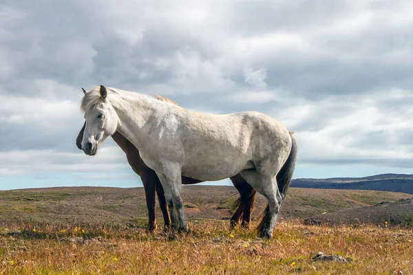 Caballos Islandeses Naturaleza — Foto de Stock