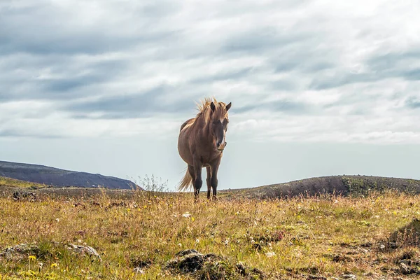 野生のアイスランド馬 — ストック写真