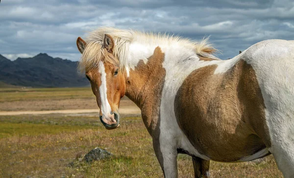 Icelandic Horses Wild — Stock Photo, Image