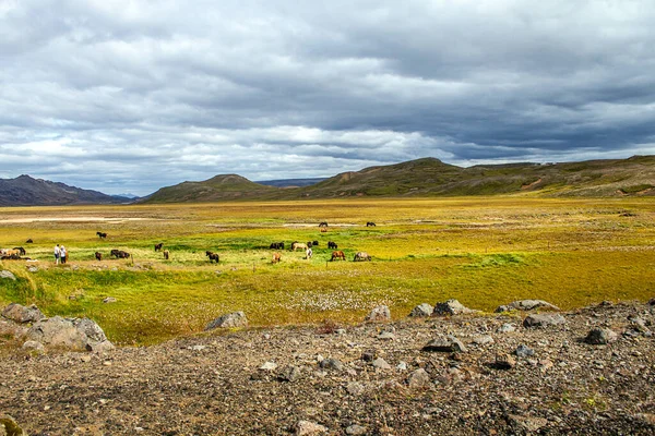 Ισλανδικά Άλογα Στη Φύση — Φωτογραφία Αρχείου