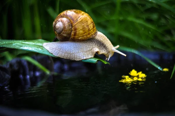 snail on water macro 2