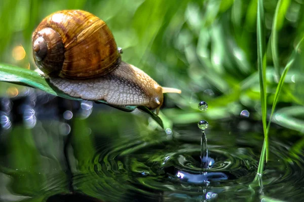 snail on water macro