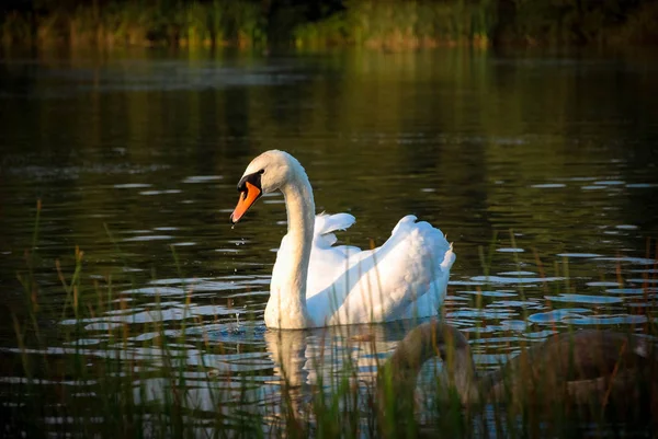 swan, lake, nature, park, water, body of water, bird