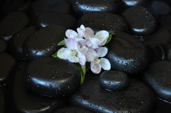 kolaj, spa, taşlar, masaj, nilüfer, manolya, aroma, thai, Tayland masajı, mumlar, su 26