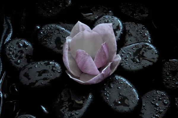 kolaj, spa, taşlar, masaj, lotus, manolya, aroma, thai, Tayland masajı, mumlar, su 25