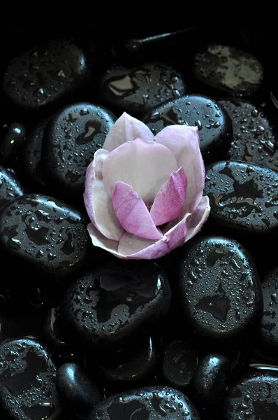 kolaj, spa, taşlar, masaj, lotus, manolya, aroma, thai, Tayland masajı, mumlar, su 24